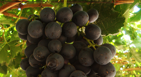 Temporal en el norte: Exportadores alertan sobre daños en la uva