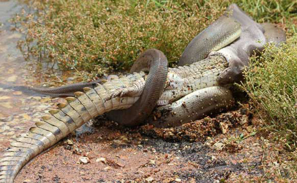 Una pitón se comió a un cocodrilo en Australia 